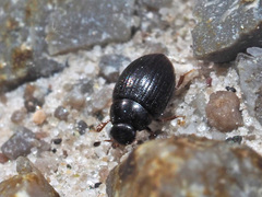 Cryptopleurum minutum