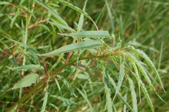 Eulobus