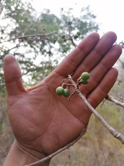 Bursera glabrifolia