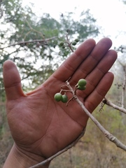 Bursera glabrifolia