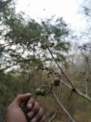 Bursera glabrifolia