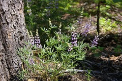 Lupinus caudatus