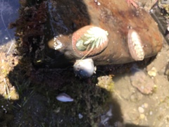 Chitonoidea