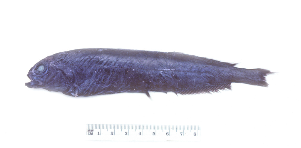 Xenodermichthys