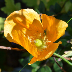 Papaver