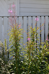 Chamaenerion angustifolium