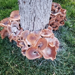 Armillaria mellea
