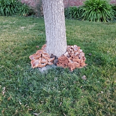 Armillaria mellea