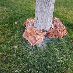 Armillaria mellea