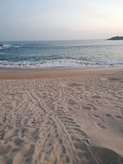 Lepidochelys olivacea