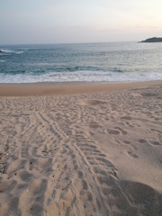 Lepidochelys olivacea