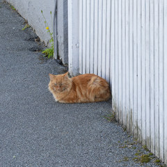 Felis catus