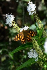 Heteronympha solandri