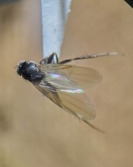 Spiniphora