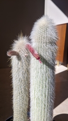 Cleistocactus strausii