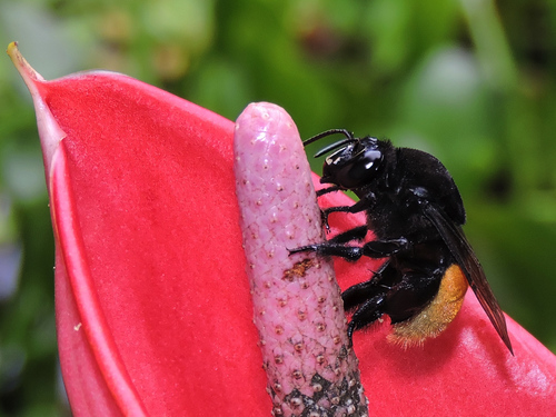 Eulaema polychroma