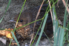 Turdus merula