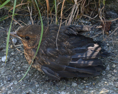 Turdus merula