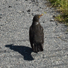 Turdus merula