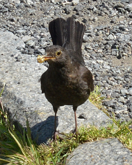 Turdus merula