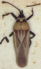 Epimixia veteris
