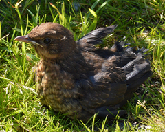 Turdus merula
