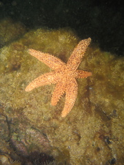 Uniophora granifera