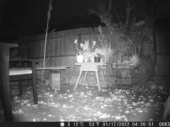Didelphis virginiana