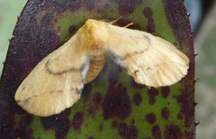 Stenoglene obtusa
