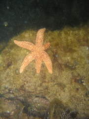 Uniophora granifera