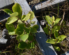 Magnoliopsida