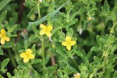 Roepera billardierei