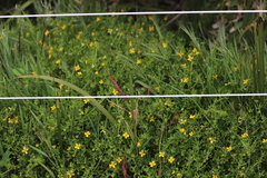 Roepera billardierei