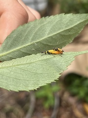 Chauliognathus tricolor