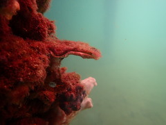 Malleidae