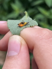 Chauliognathus tricolor