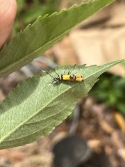 Chauliognathus tricolor