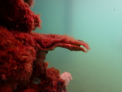 Malleidae