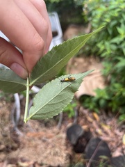 Chauliognathus tricolor