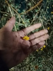 Simsia amplexicaulis