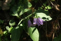 Campanula komarovii