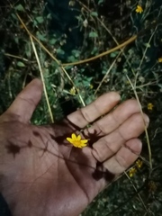 Simsia amplexicaulis