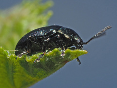 Phratora vulgatissima