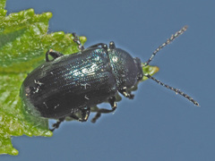 Phratora vulgatissima