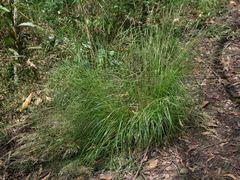 Rytidosperma longifolium