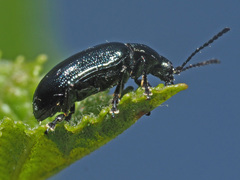 Phratora vulgatissima