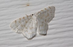 Hydrelia albifera