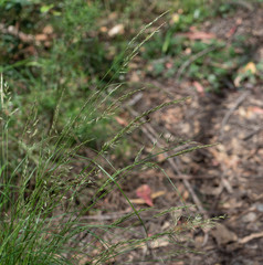 Rytidosperma longifolium