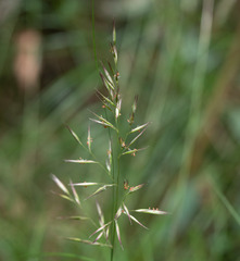 Rytidosperma longifolium