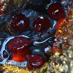 Actinia equina